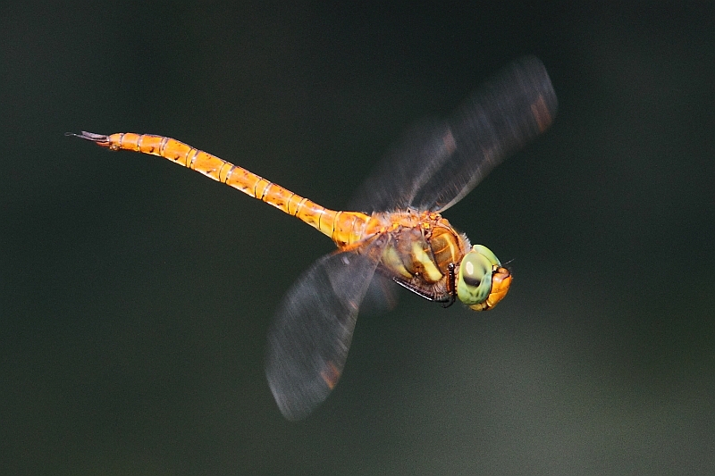 Aeshna isoceles (Green-eyed Hawker) male 8.JPG